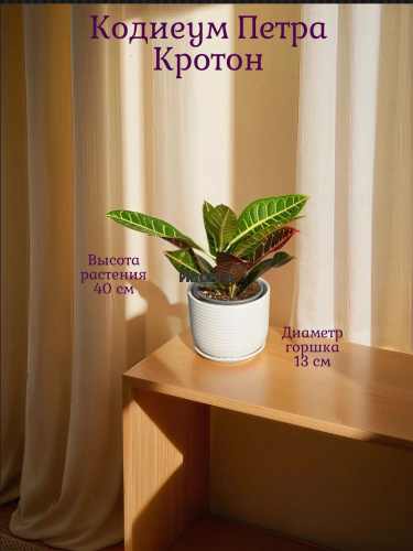 Кодиеум (Кротон) Петра высота 40см Кодиеум (Кротон) Петра высота 40см