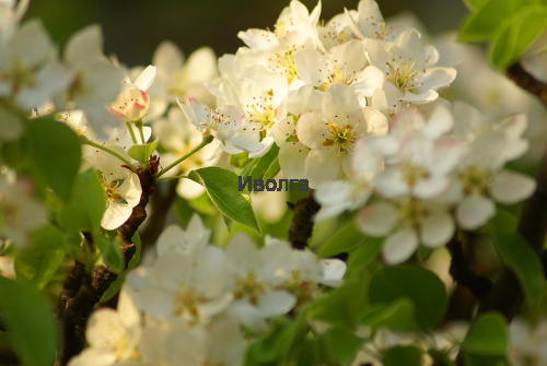 Груша "Лесная красавица", саженец 1 шт фото 3