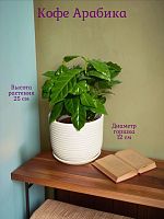 Кофе Арабика
