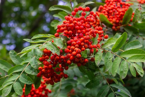 Рябина - магические свойства!
