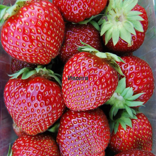 Клубника "Мальвина", саженец 1 шт