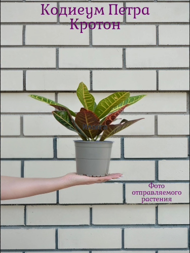 Кодиеум (Кротон) Петра высота 40см фото 5 Кодиеум (Кротон) Петра высота 40см фото 5