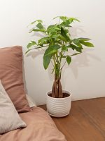 Пахира Твист Стем