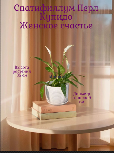 Спатифиллум Перл Купидо