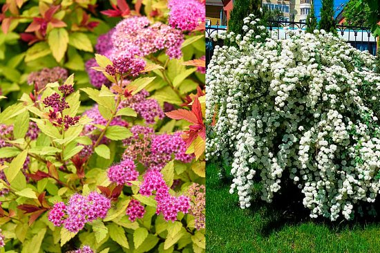 Особенности ухода за СПИРЕЕЙ