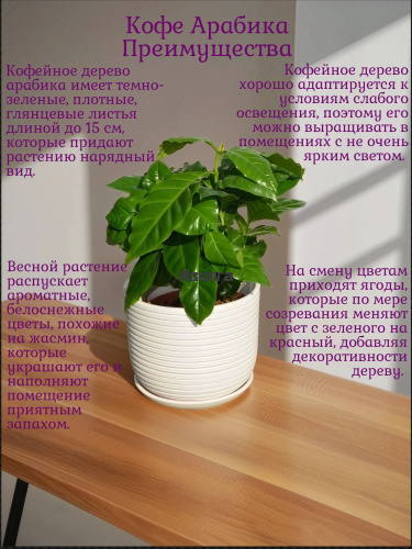 Кофе Арабика фото 4