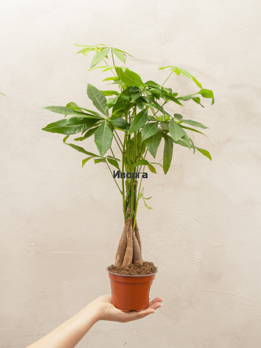 Пахира Твист Стем фото 4