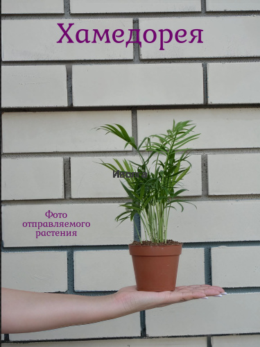 Хамедорея фото 5